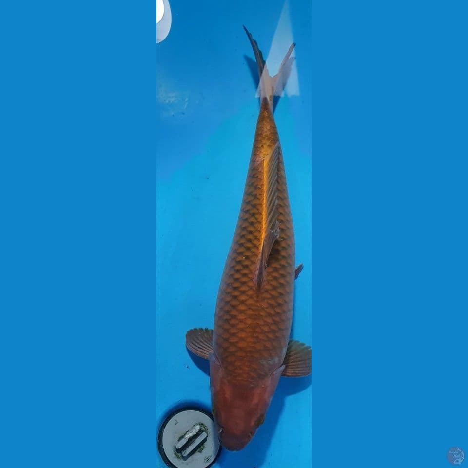 chagoi tembaga 48cm