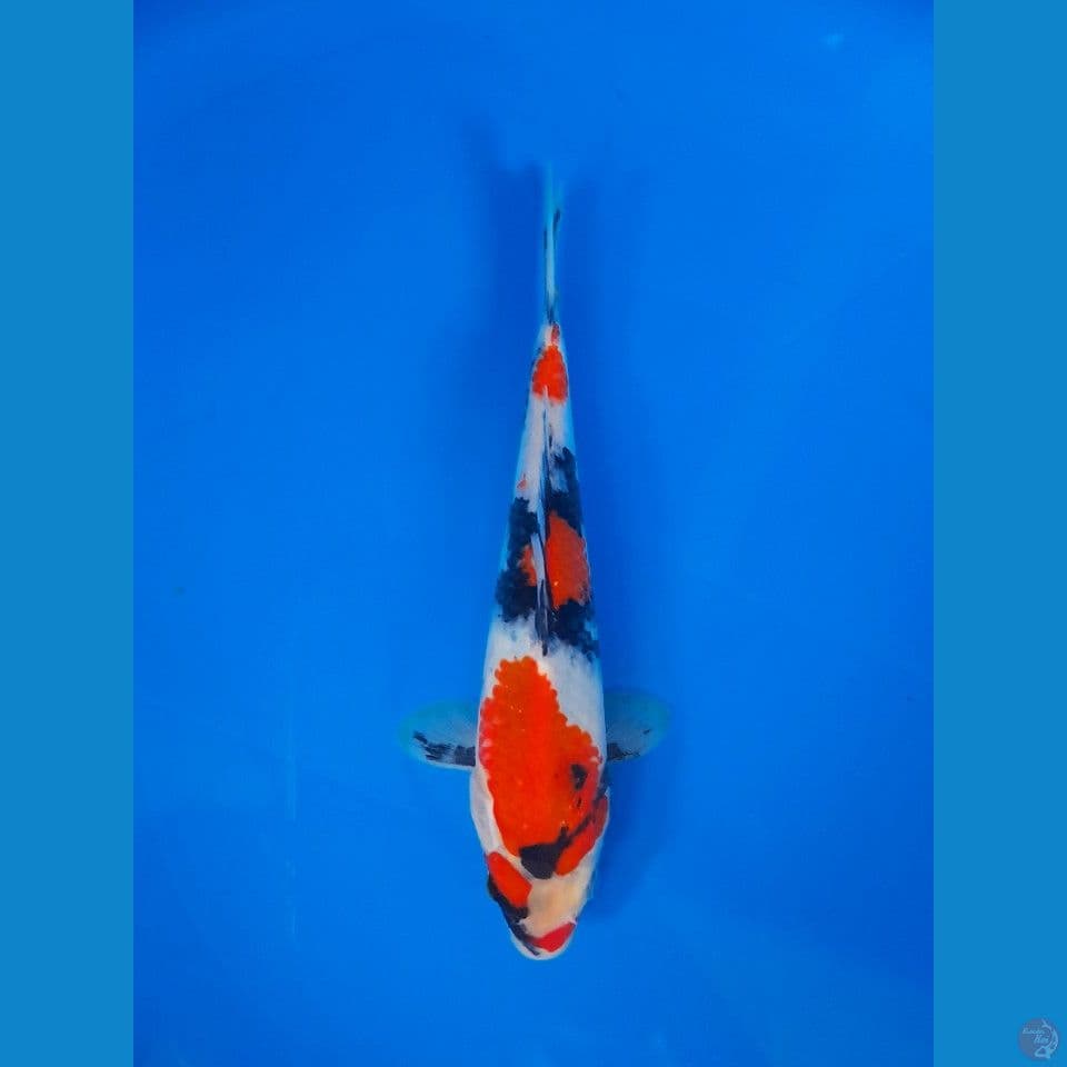 SHOWA 25CM