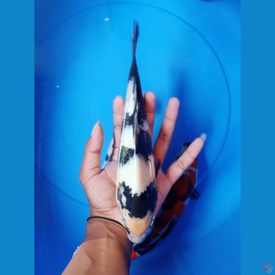 SHIRO ISTIMEWA 28CM
