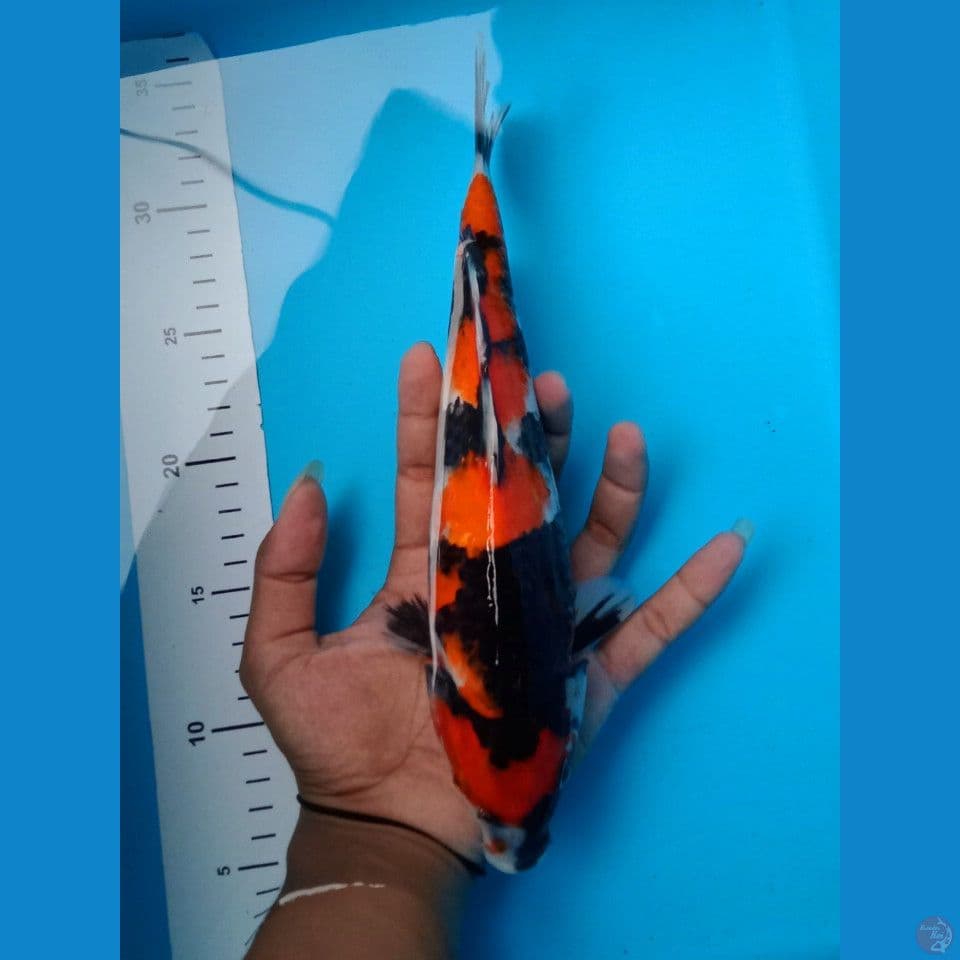 SHOWA 27CM