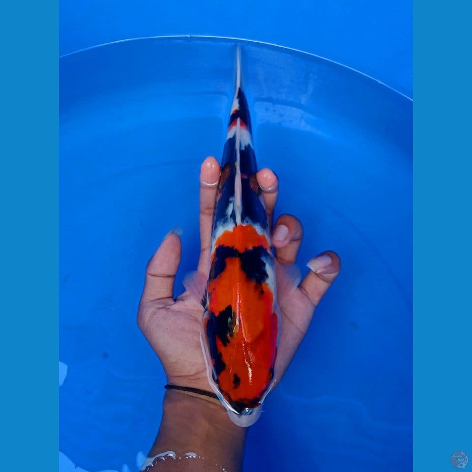 SHOWA 29CM