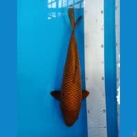 Cagoi Tembaga 32cm