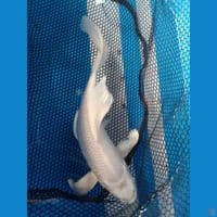 Platinum kumpay 29cm 