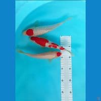 kohaku 21,23 cm jos