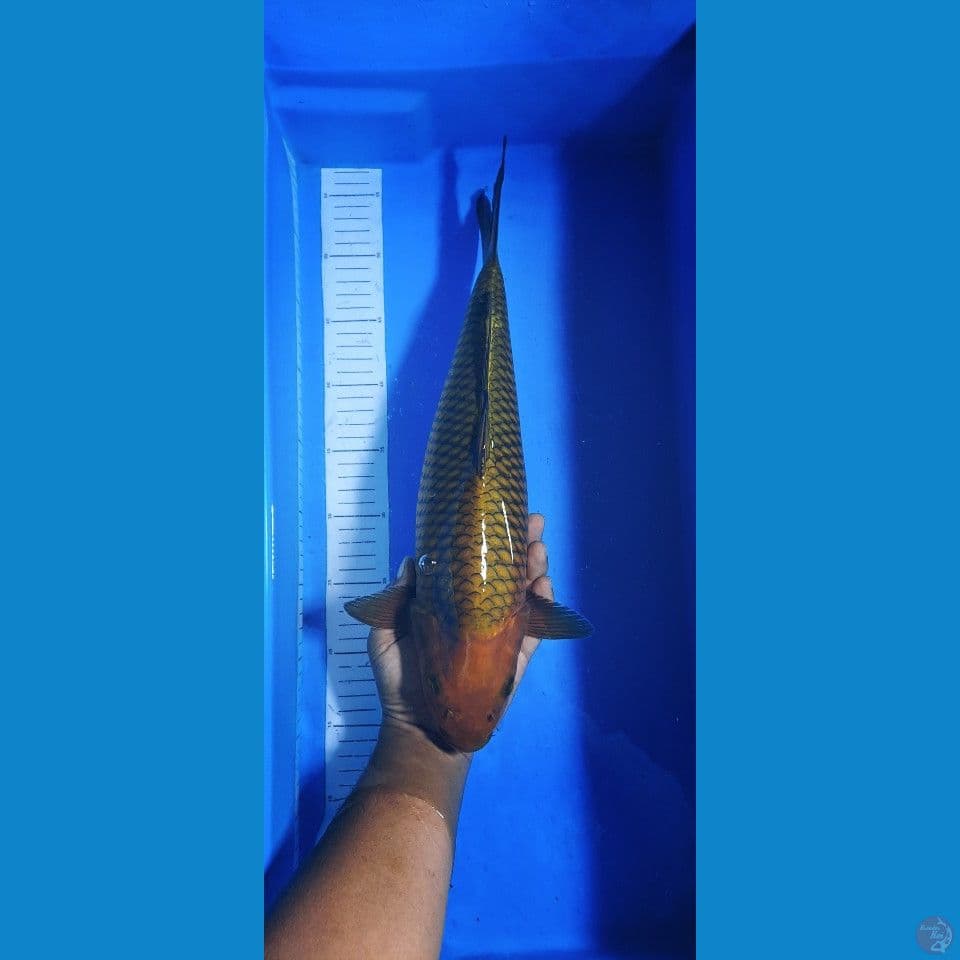 chagoi Tembaga 42cm