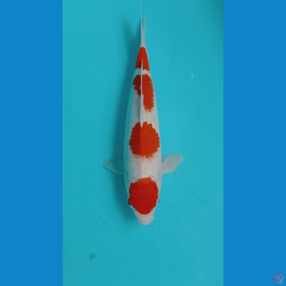 kohakuhh