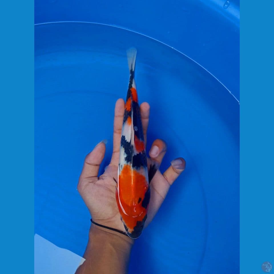 SHOWA 25CM