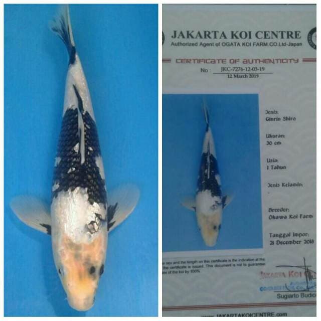 Okawa Shiro Ginrin