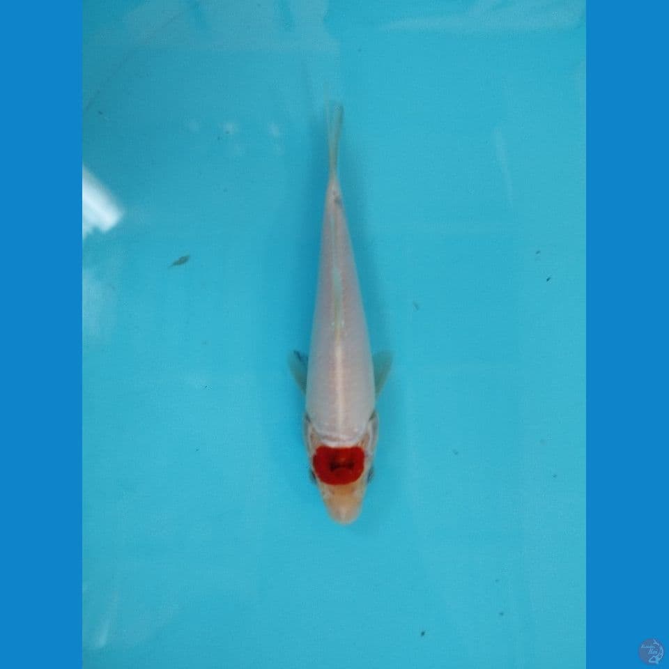 tc showa 22cm tategoi