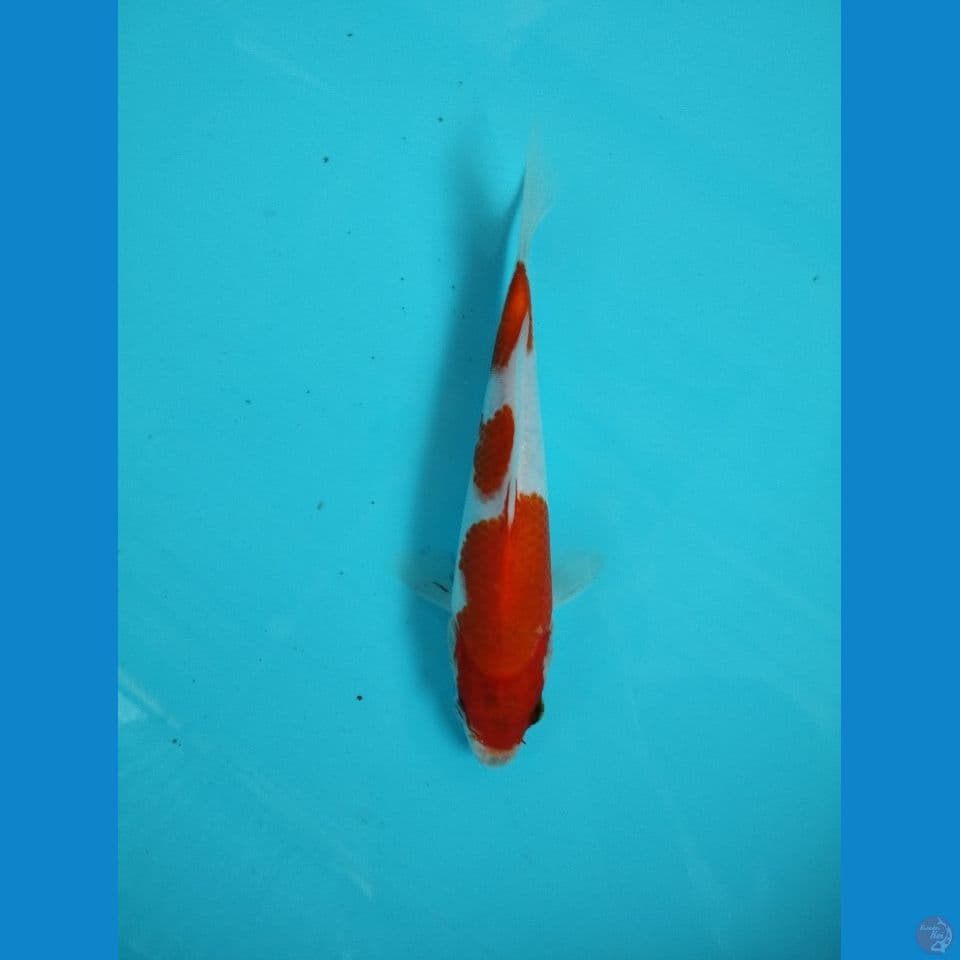 showa tategoi 22cm