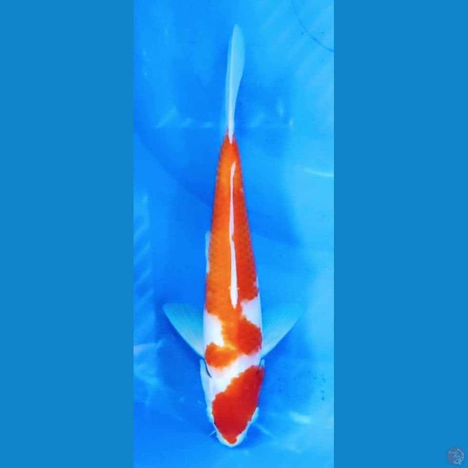 kohaku
