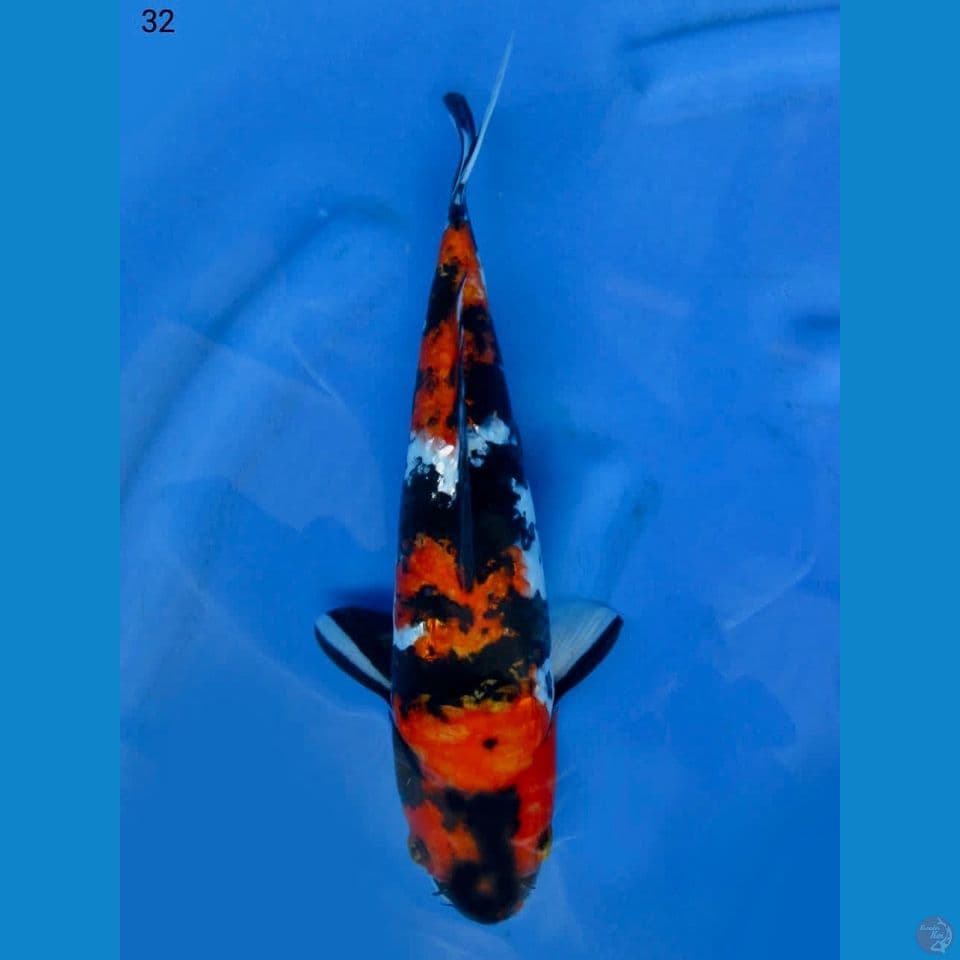 32cm - Showa 