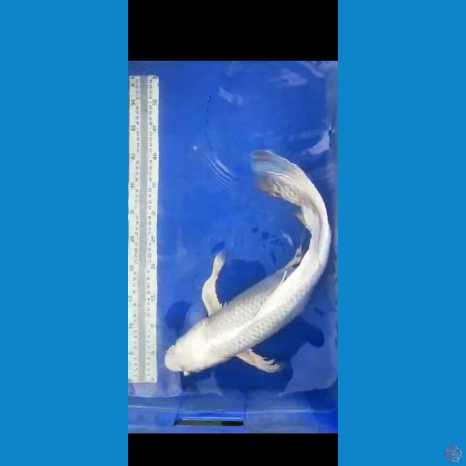 Kumpay Platinum 52CM