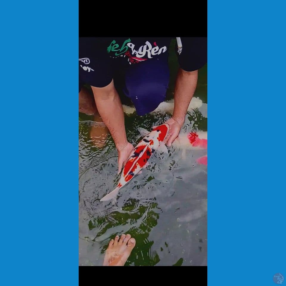 Sanke 50CM