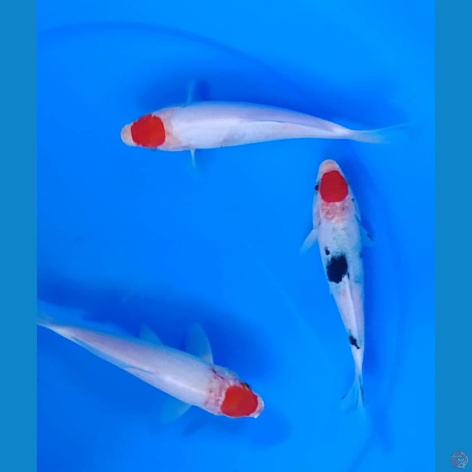 tc sanke tategoi size : 18 19cm