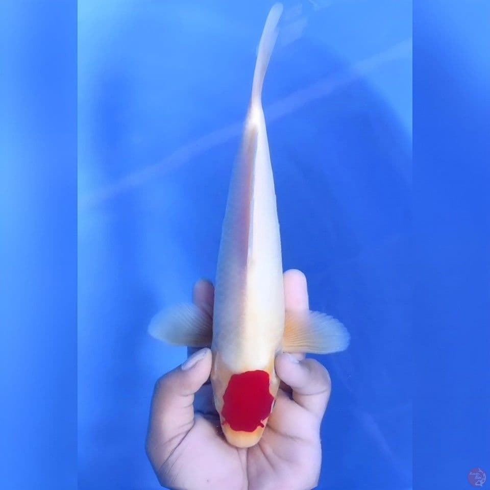 TANCHO KOHAKU# 29CM - MALE