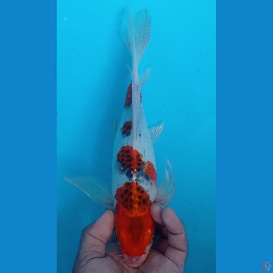 GOROMO 34