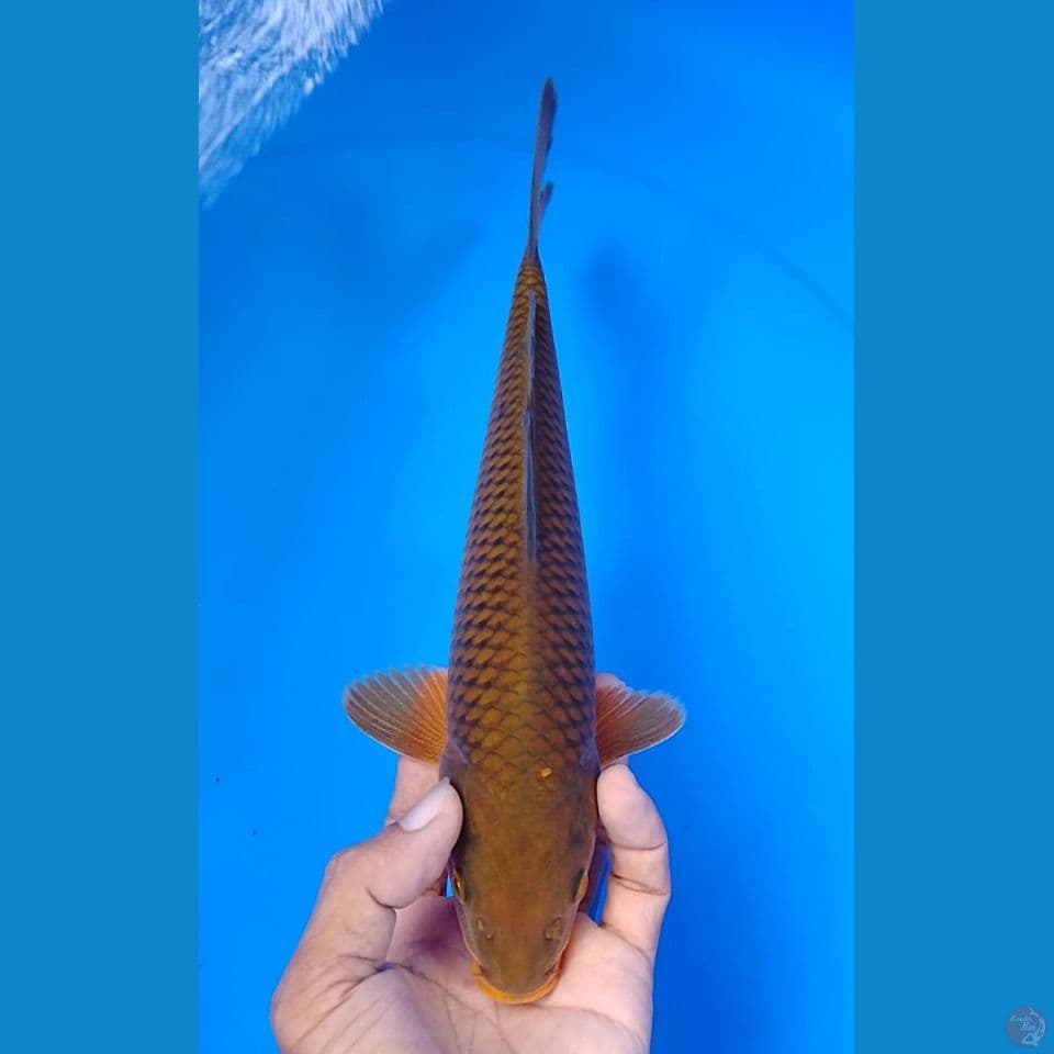 chagoi size : 26 cm.m