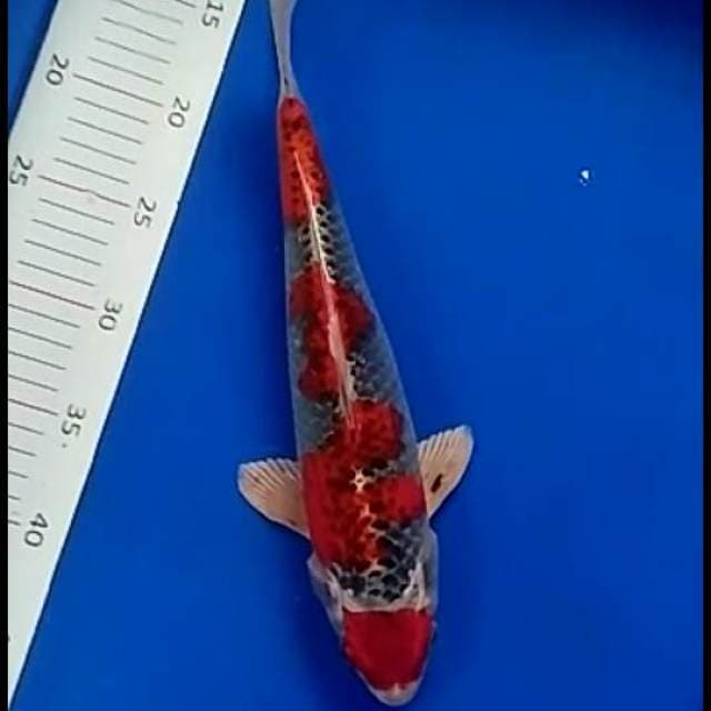 Maroten kujaku.size.34cm