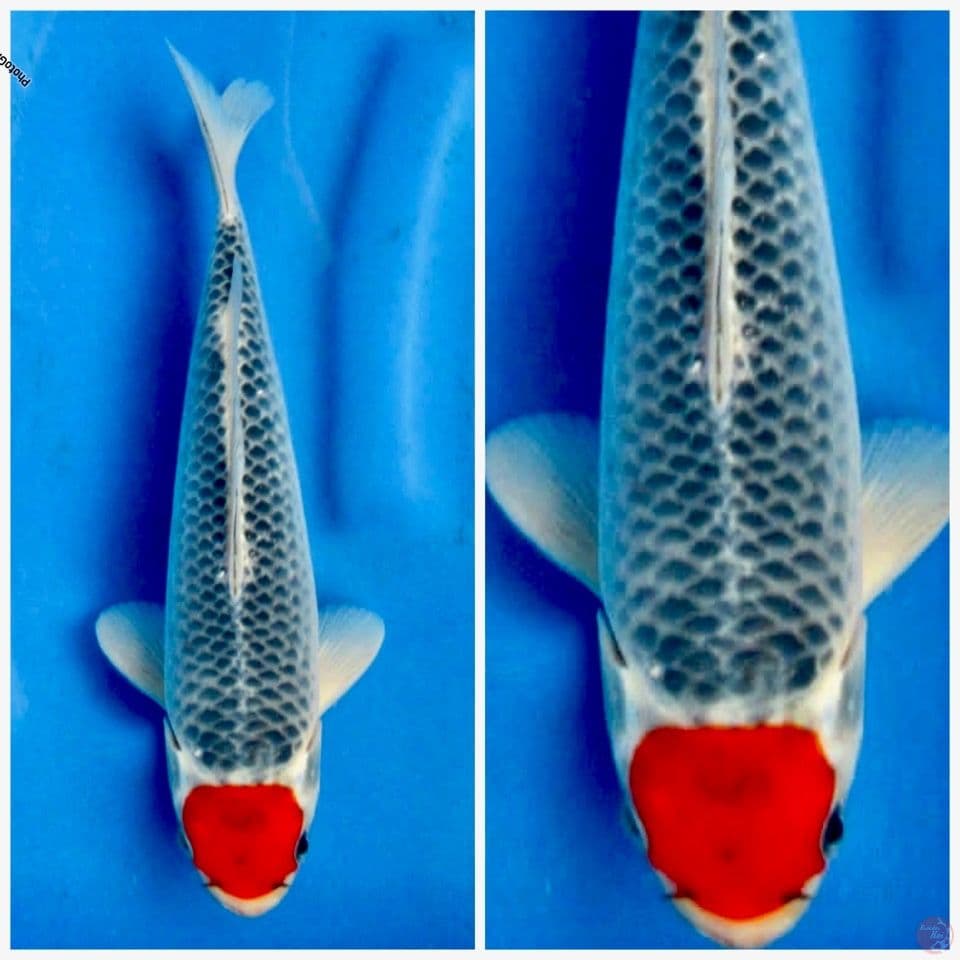 Tancho Goshiki 25cm ori 