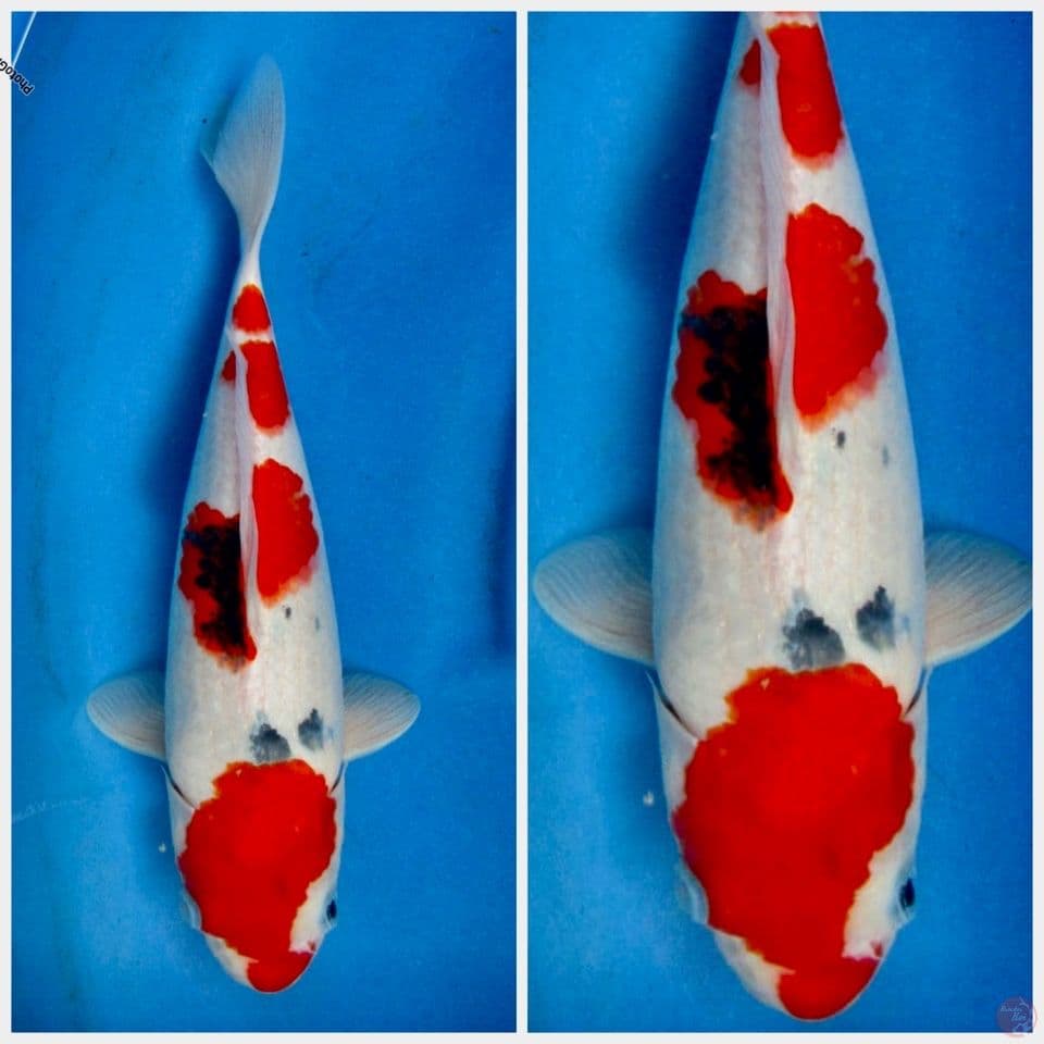Kindai showa tategoi 34cm