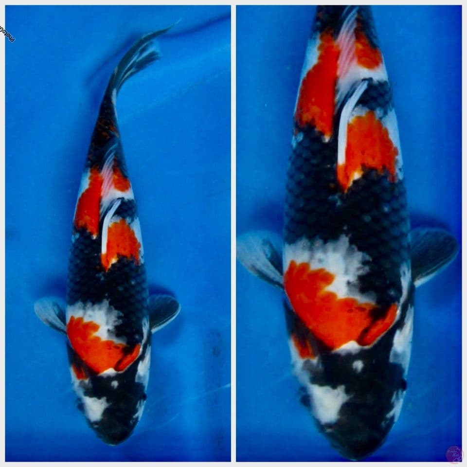 Showa 28cm male