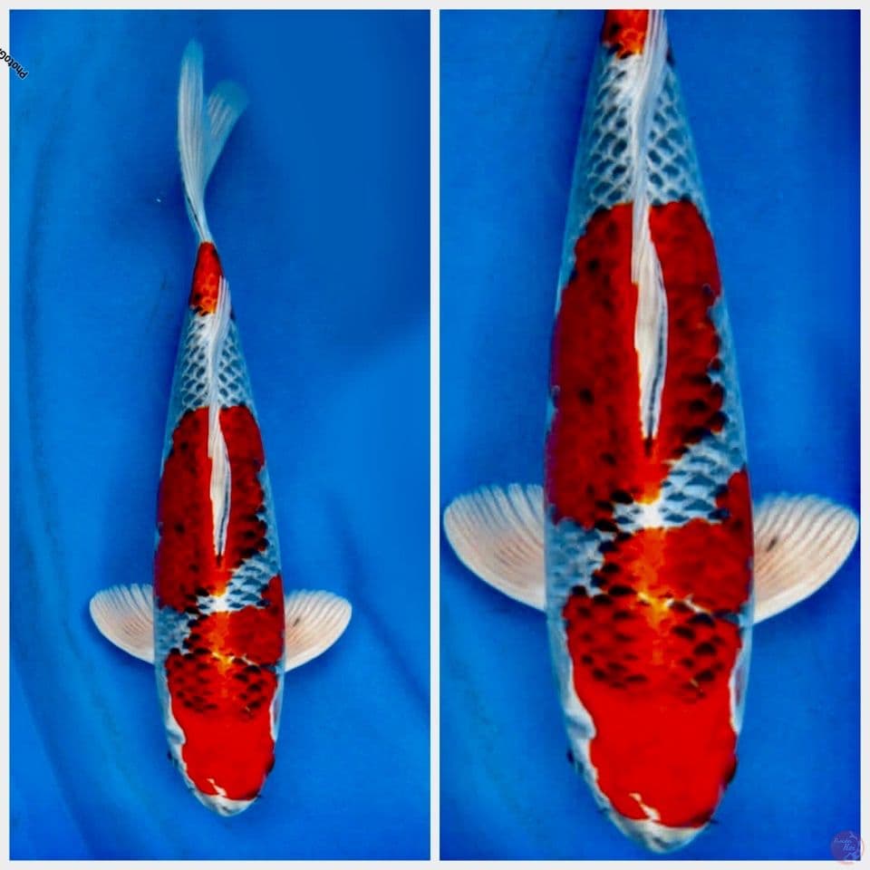 Red kujaku 38cm male