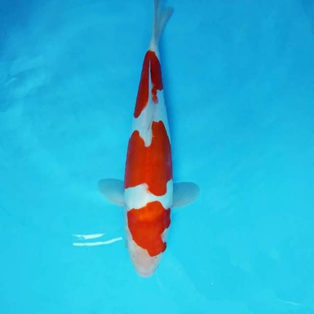 HARUNA 1 - KOHAKU 3 STEPS DOITSU
