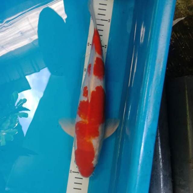 Kohaku