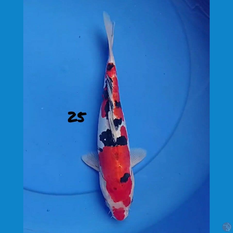 25cm DOIT SANKE ORI STRONG