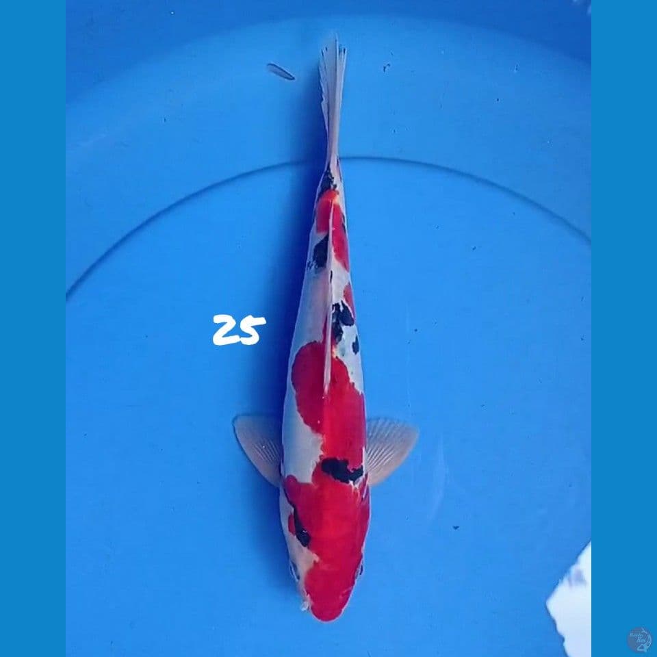 25cm RED STRONG SANKE