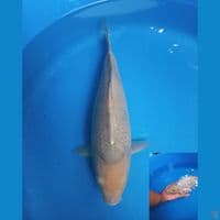 Soragoi punuk 35cm