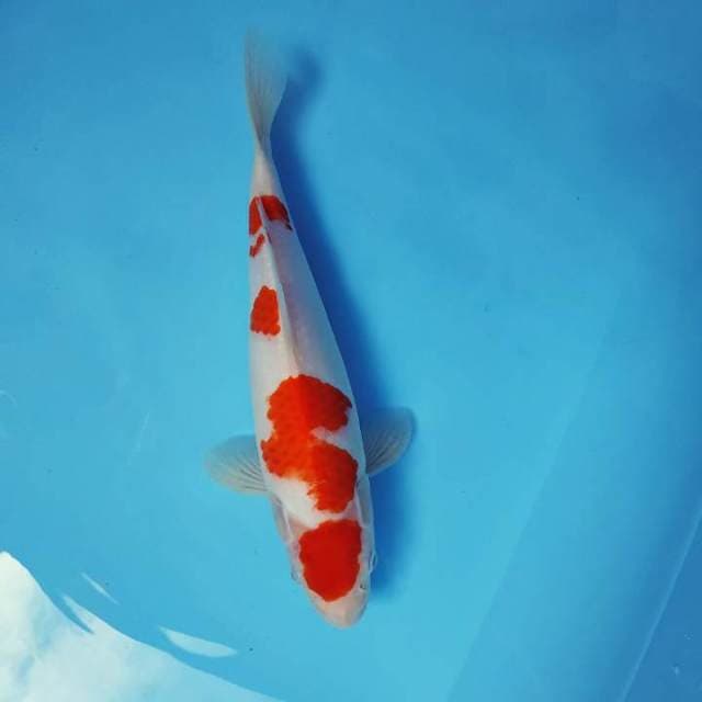 HARUNA 2 - MARUTEN KOHAKU