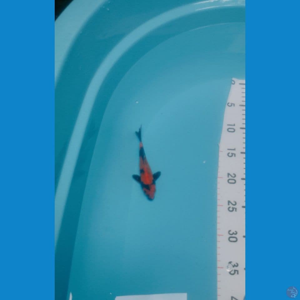 Hi-Utsuri SQ 14cm™