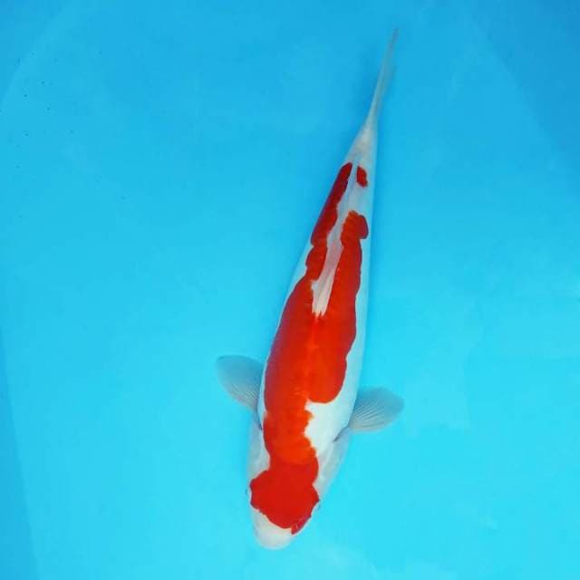 HARUNA 3 - KOHAKU
