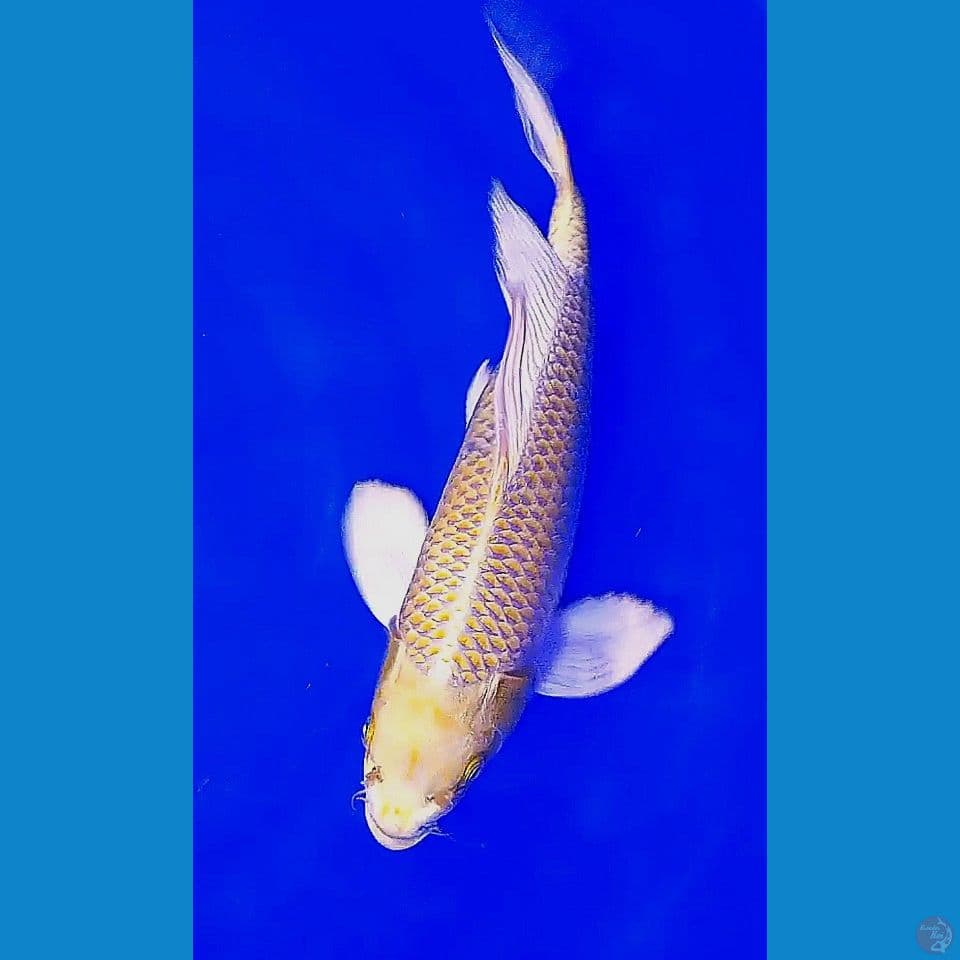 35 cm kumpay ogon hariwake