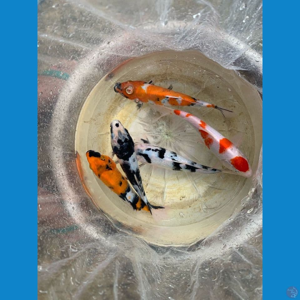 PAKET MIX 5 EKOR KOHAKU SHOWA SHIRO 22-25CM