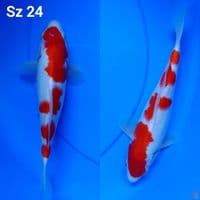 kohaku ori sz 24