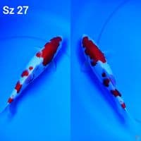 kohaku ori sz 27