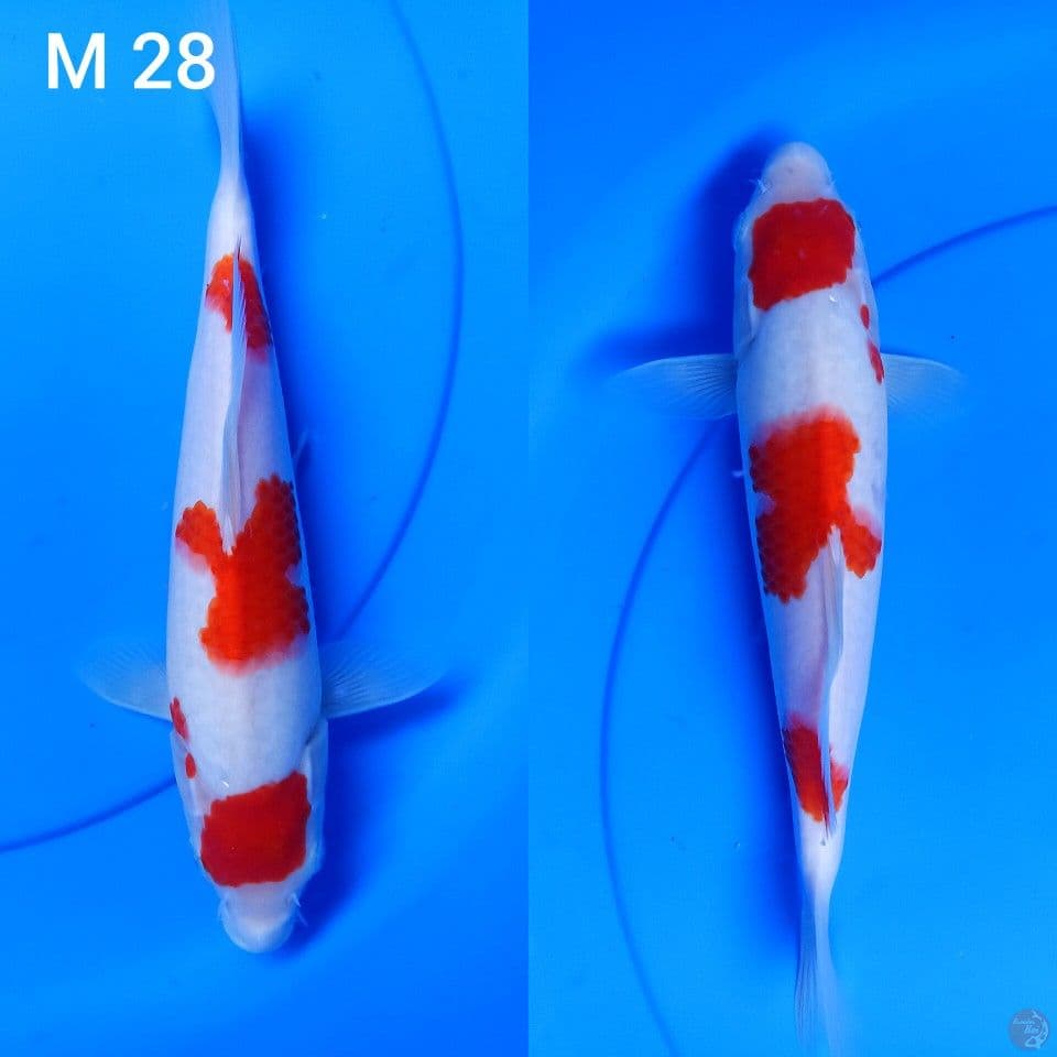 maruten kohaku sz 28