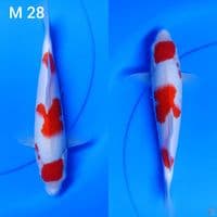 maruten kohaku sz 28
