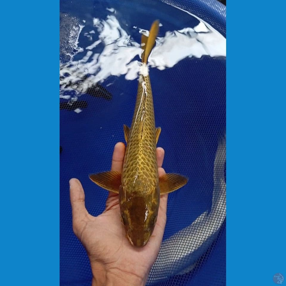 gold mukashi 37cm