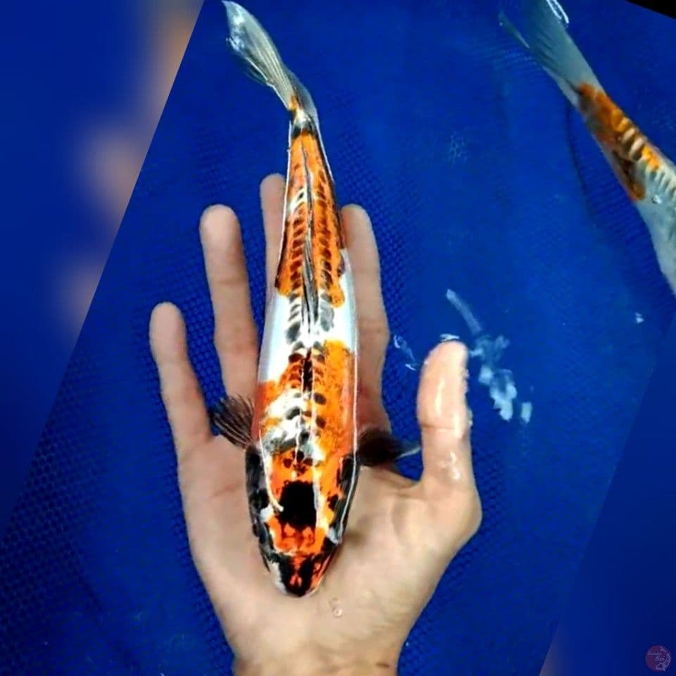 kin kiko 23cm