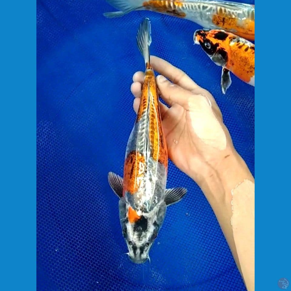 kin kiko 25cm