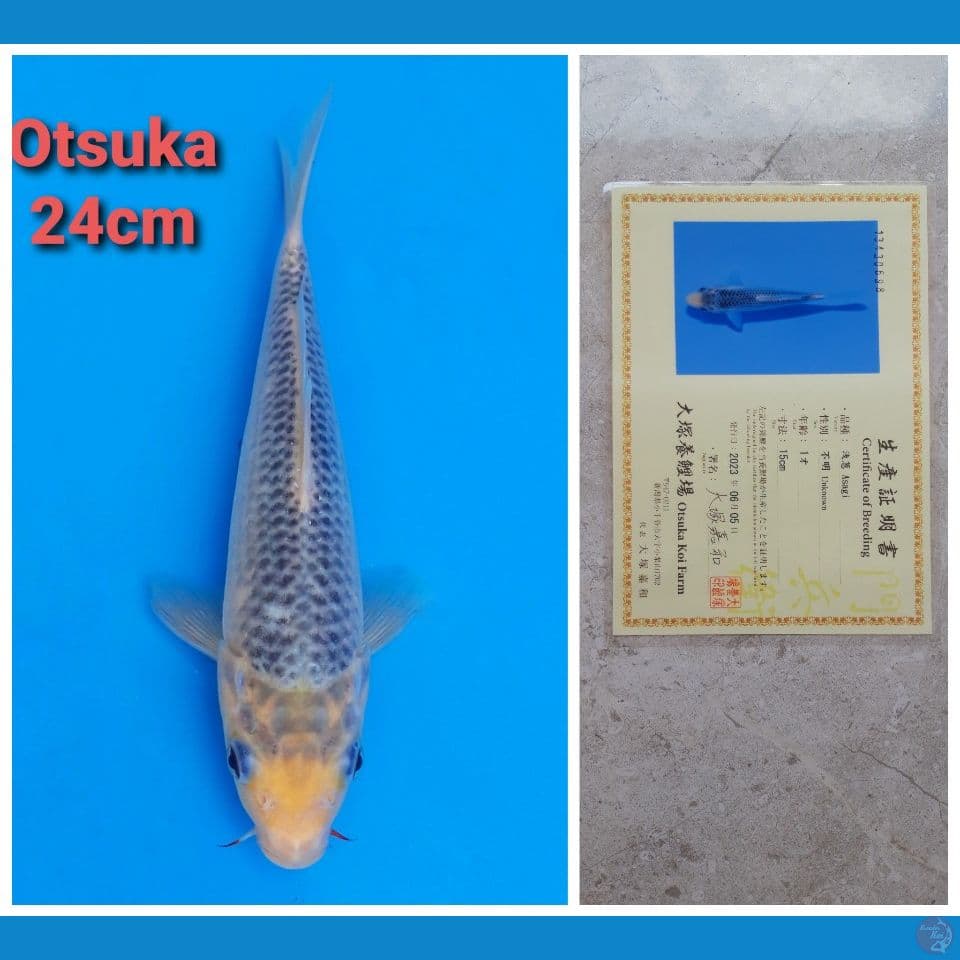 OTSUKA ASAGI 24CM SERTIFIKAT