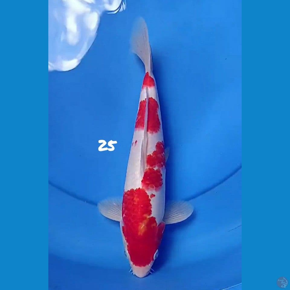 25cm KOHAKU ORI Strong