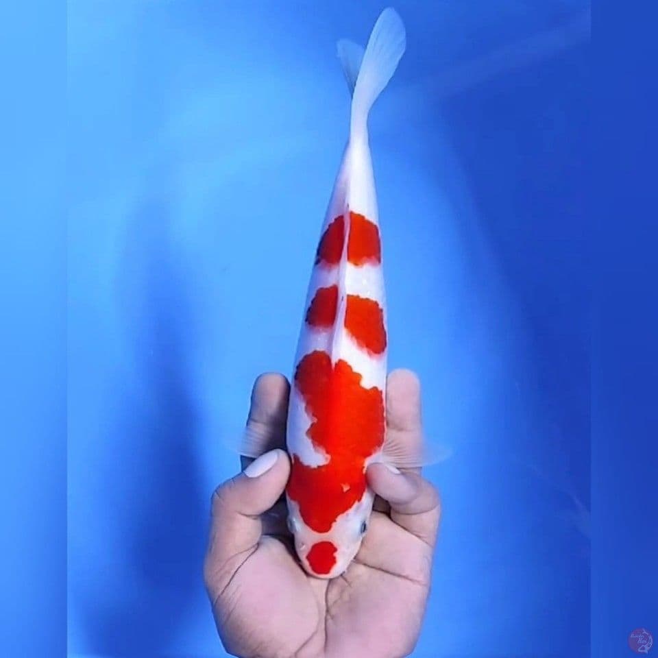 Kohaku# 26cm - Female