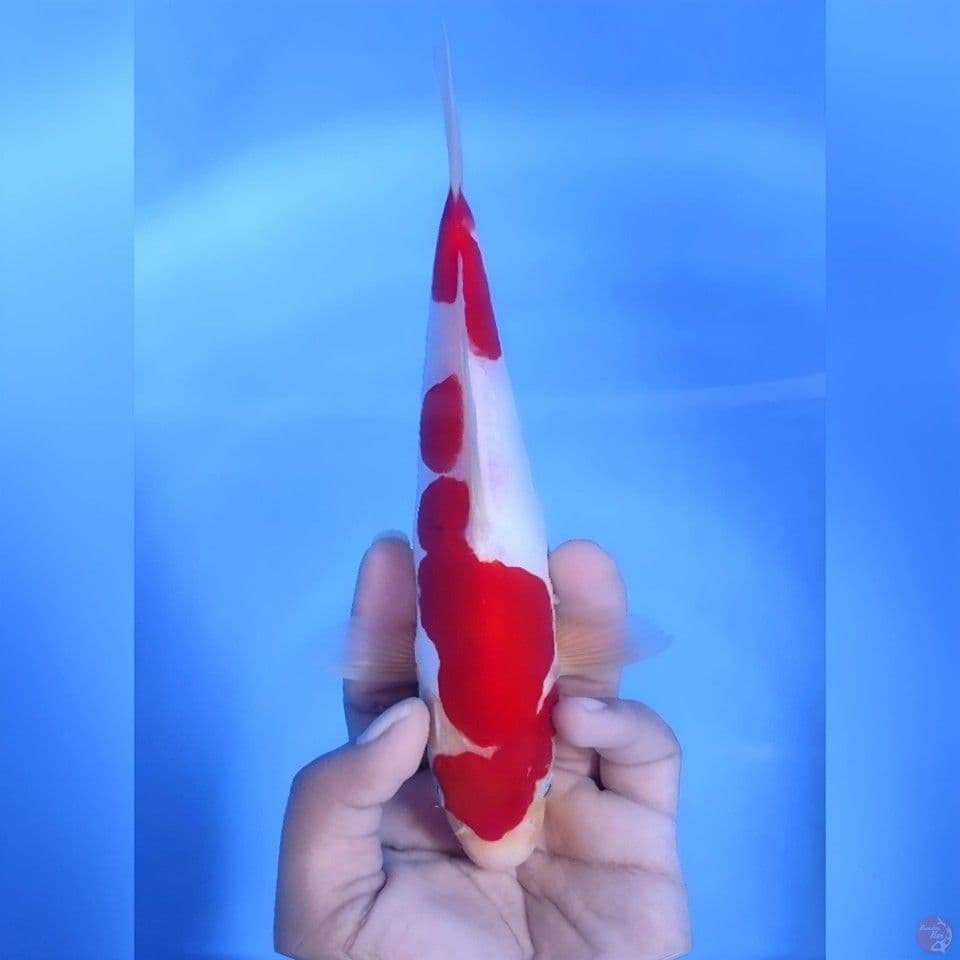 Doitsu murni kohaku# 24cm - Male