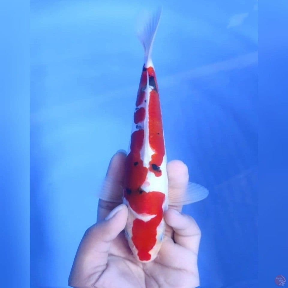 Sanke doitsu# 23cm - Female