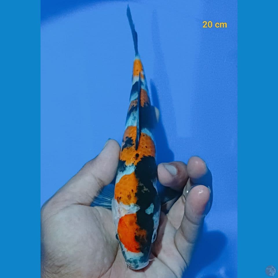 maruten showa 20 cm
